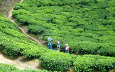 Munnar – Tea in the hills – India