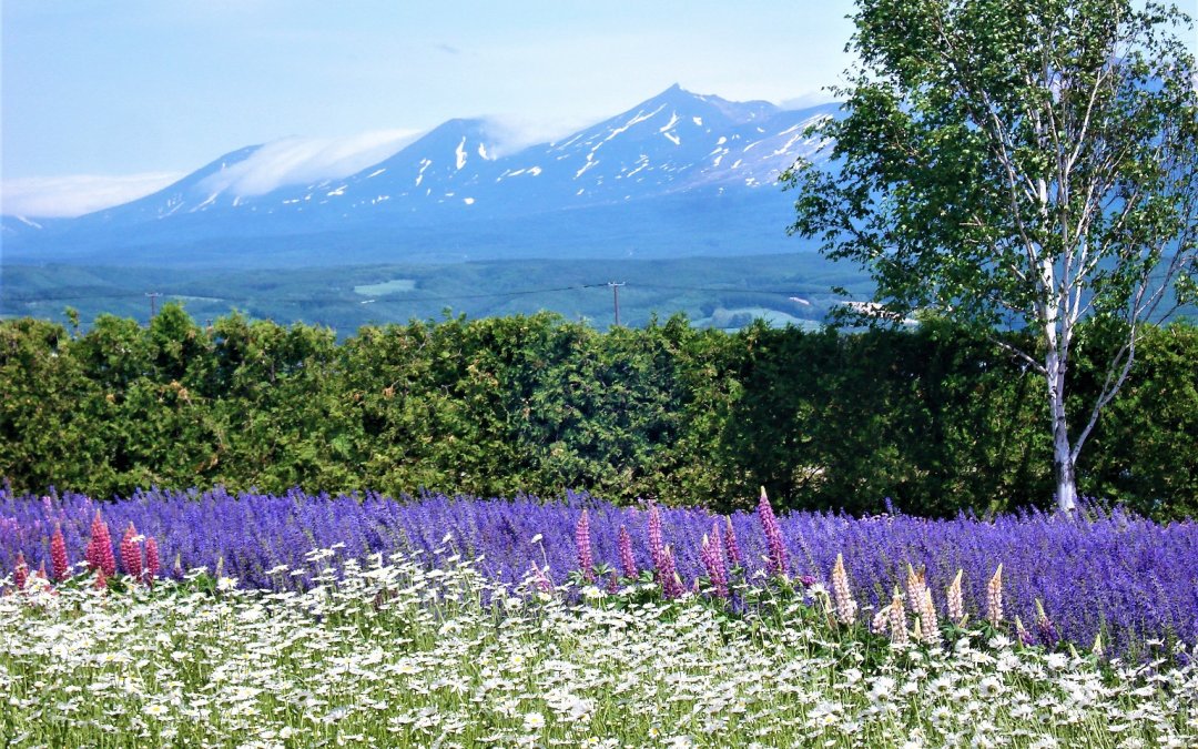 Furano Lavender field