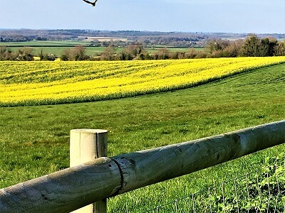 Golden fields in England
