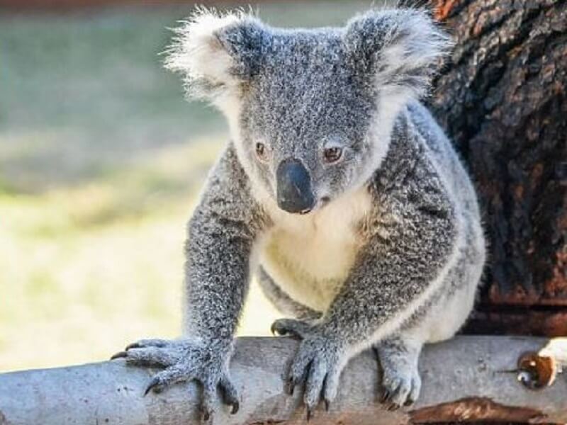 A cute Koala